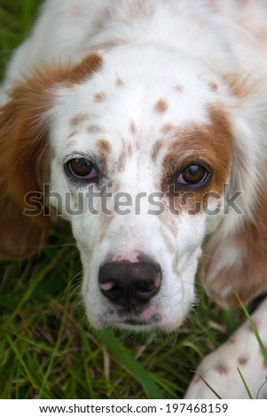 Spaniel dog portrait on a green grass lawn