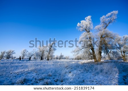 Beautiful trees in white frost on the background of blue sky