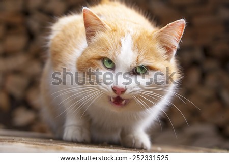 Auburn hungry cat