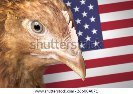 Head of red hen and American flag (aka Eagle)