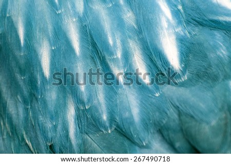 Hen blue feathers texture