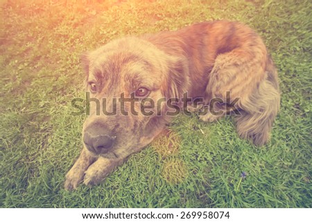 Dog on grass - instagram style
