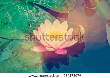 Lotus flower in the water