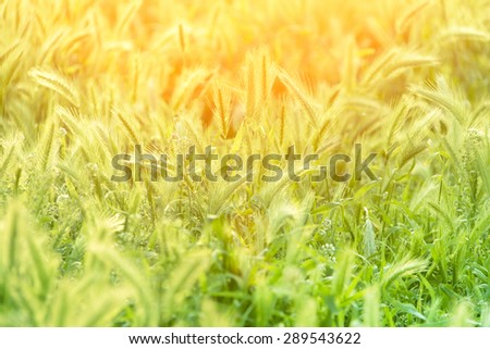 Meadow grass in the morning sun