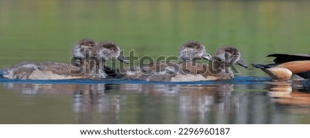 Similar – Image, Stock Photo Four Egyptian geese in flight against blue sky with tree at right edge.
