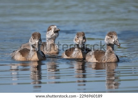 Similar – Image, Stock Photo Four Egyptian geese in flight against blue sky with tree at right edge.