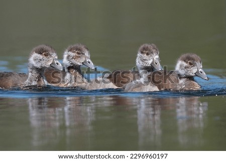 Similar – Image, Stock Photo Four Egyptian geese in flight against blue sky with tree at right edge.