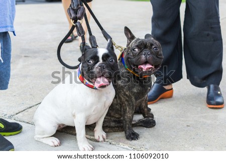 Similar – Image, Stock Photo two French bulldogs going downstairs on walk