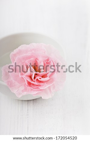 Closeup pink flower in water drops on a white surface