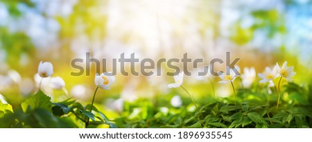 Similar – Image, Stock Photo wood anemone Wood anemone