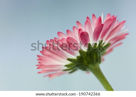 Flowers abstract background, shallow depth of field