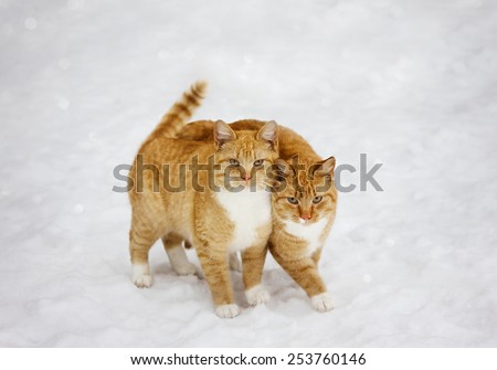 two cats nestled to each other outdoor in snowy background, best friends forever