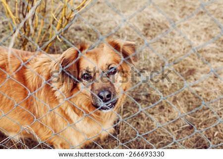red dog pooch with sad eyes behind wire mesh, animal protection concept