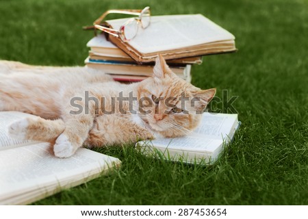 Cute cat with book and glasses lying on green lawn, funny pet