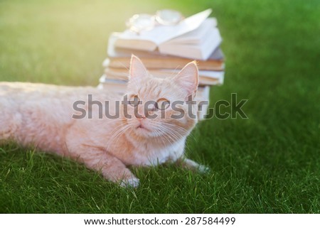 Funny scared cat lying on green grass with vintage book and glasses