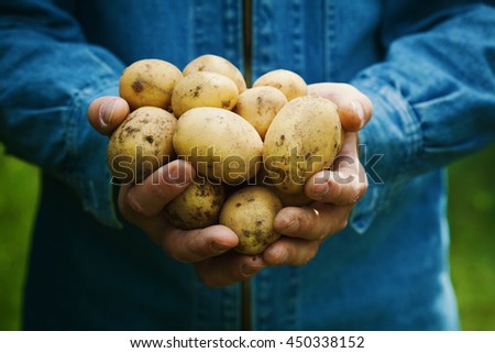 Similar – Image, Stock Photo Man picking potatoes on the farm. Agricultural concept.