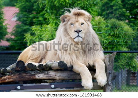 Male white lion lying down