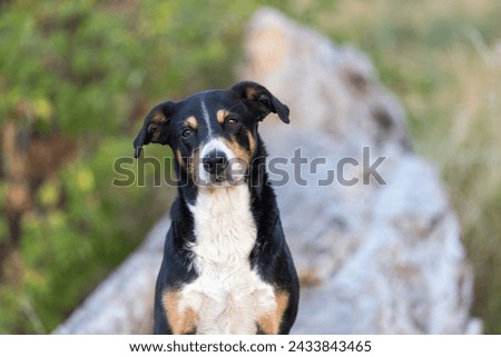 Image, Stock Photo Appenzeller mountain dog in the hallway