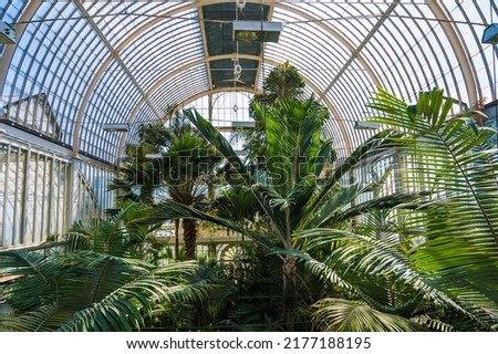 Similar – Image, Stock Photo A palm tree grows in the courtyard of a building