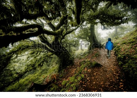 Similar – Image, Stock Photo Overgrown trees in foggy forest under sky