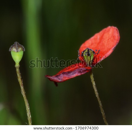 Foto Bild Verblühte Mohnblume