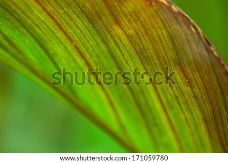 Abstract natural leaf background - Canna leaf detail