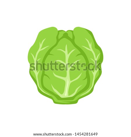 Lettuce icon. Vector illustration of lettuce isolated on white background