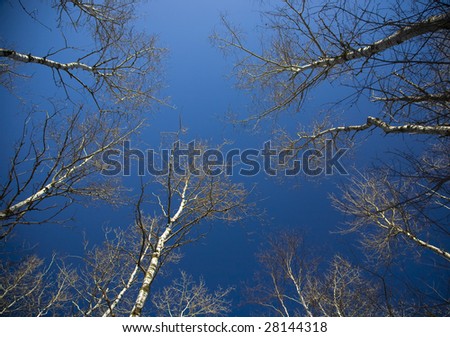 Winter birch tree canopy into a deep blue sky in the north woods of Minnesota