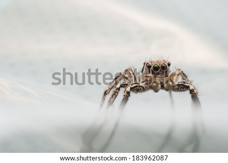 Super macro spider portrait