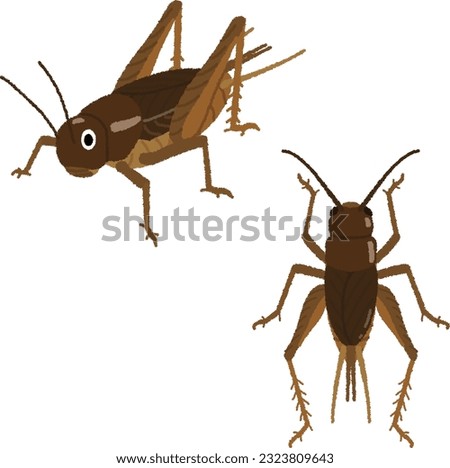 Illustration of an insect. Crickets are now the most popular insect food that is attracting attention.