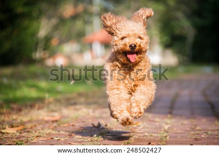 Smiling poodle dog running in the park.