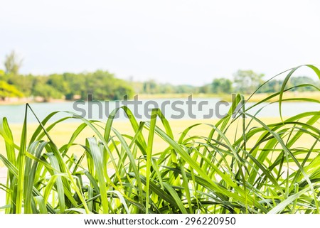 Lemon grass leaf foreground with de-focused lake and sky at background