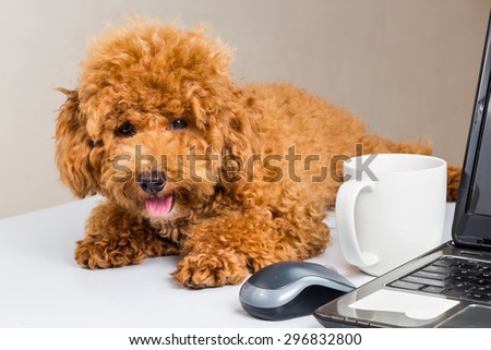 Cute poodle puppy resting on office desk with laptop computer
