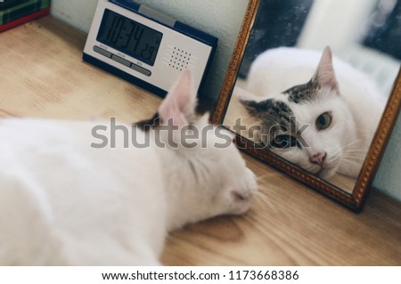 Similar – Foto Bild Katze, die durch das Fenster schaut, Katze mit Zunge