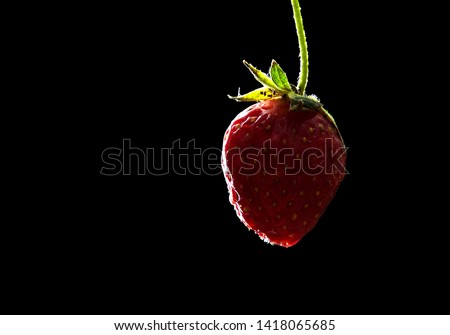 Close up, macro. Juicy red strawberries are hanging on a green handle. Isolated on black background. Low key. Copy space. 商業照片 © 