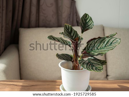 Calathea Ornata or Calathea Pinstripe or Pinstripe plant  is indoor plant with pink stripes on its green leaves. Pin-Stripe Calathea is houseplant grown in condo 's living room. House plant concept
