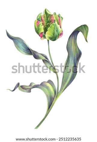 Similar – Image, Stock Photo Flower Bouquet from Parrot Tulips