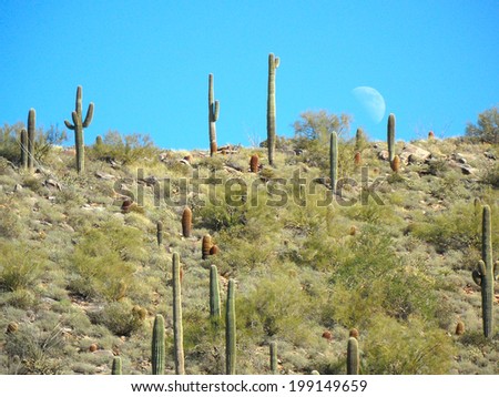 Sonoran desert scene