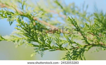 Similar – Image, Stock Photo Densely grown hedge with brick wall and garden fence