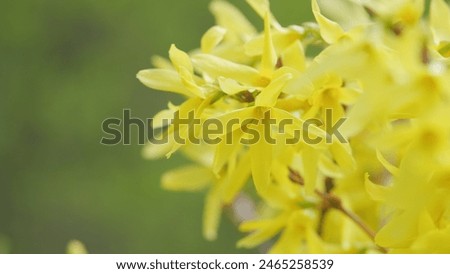 Image, Stock Photo Beautiful yellow Forsythia blooming at blue sky background. Springtime day. Spring nature. Outdoor