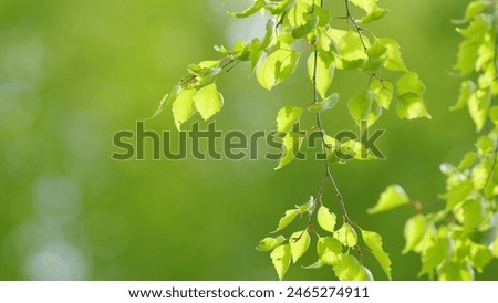 Similar – Image, Stock Photo Sun Shining Through Green Foliage In Green Park Over Fresh Grass. Summer Sunny Forest Trees. Natural Woods In Sunlight.