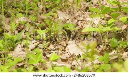 Similar – Foto Bild der nichtüberlebte kopf eines früheren revolutionärs fragt sich allen ernstes, ob es nicht besser gewesen wäre die sache friedlicher anzugehen ..