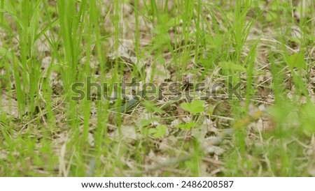 Similar – Foto Bild der nichtüberlebte kopf eines früheren revolutionärs fragt sich allen ernstes, ob es nicht besser gewesen wäre die sache friedlicher anzugehen ..