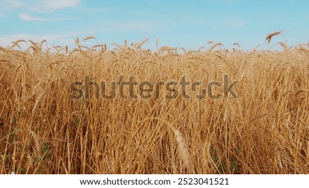 Similar – Image, Stock Photo Decide slowly Lifestyle