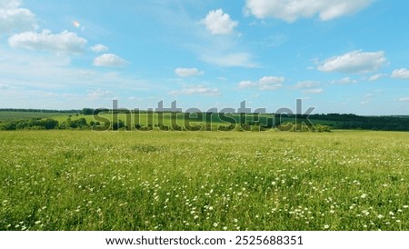 Similar – Foto Bild Kamille im Sommer Himmel