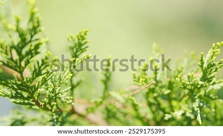 Similar – Image, Stock Photo Densely grown hedge with brick wall and garden fence