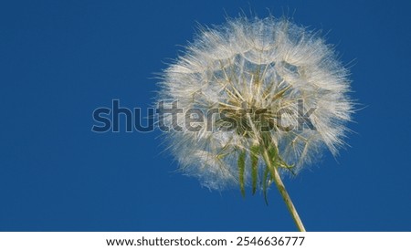 Similar – Foto Bild Romantischer Löwenzahnblüten-Samen im Frühling