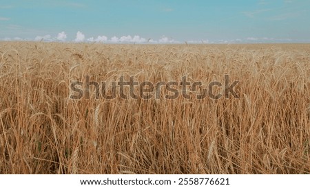 Similar – Image, Stock Photo Straw, golden against blue background