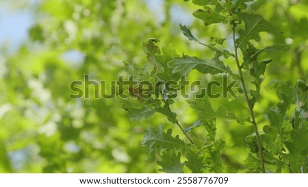 Similar – Image, Stock Photo Verdant trees growing under cloudless sky