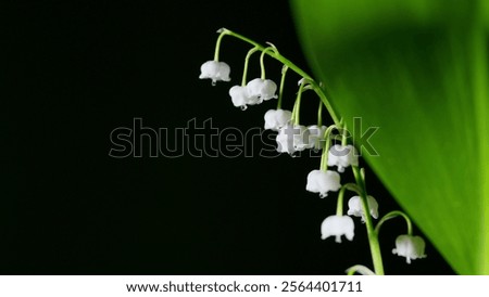 Similar – Foto Bild Maitag Duft Ostern Umwelt